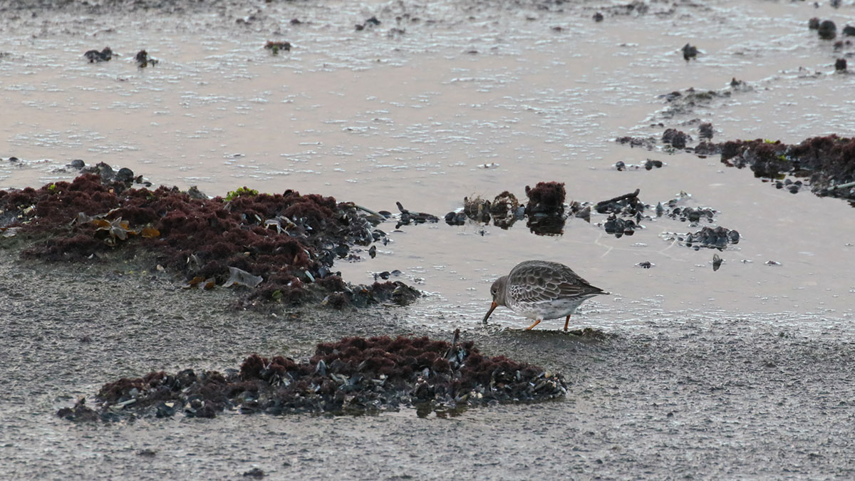 paarse strandloper